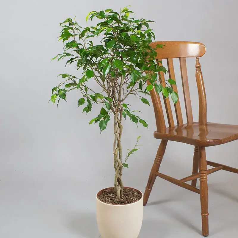 Φίκος Μπέντζαμιν - Ficus benjamin - Image 3