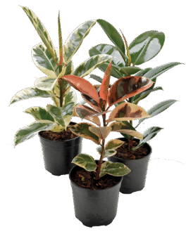 Ficus elastica ‘Robusta’ – Φίκος Ρομπούστα | Ανθεκτικό Φυτό Εσωτερικού Χώρου με Γυαλιστερά Φύλλα
