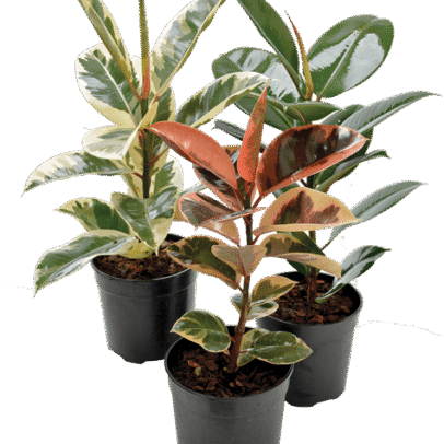 Ficus elastica ‘Robusta’ – Φίκος Ρομπούστα | Ανθεκτικό Φυτό Εσωτερικού Χώρου με Γυαλιστερά Φύλλα