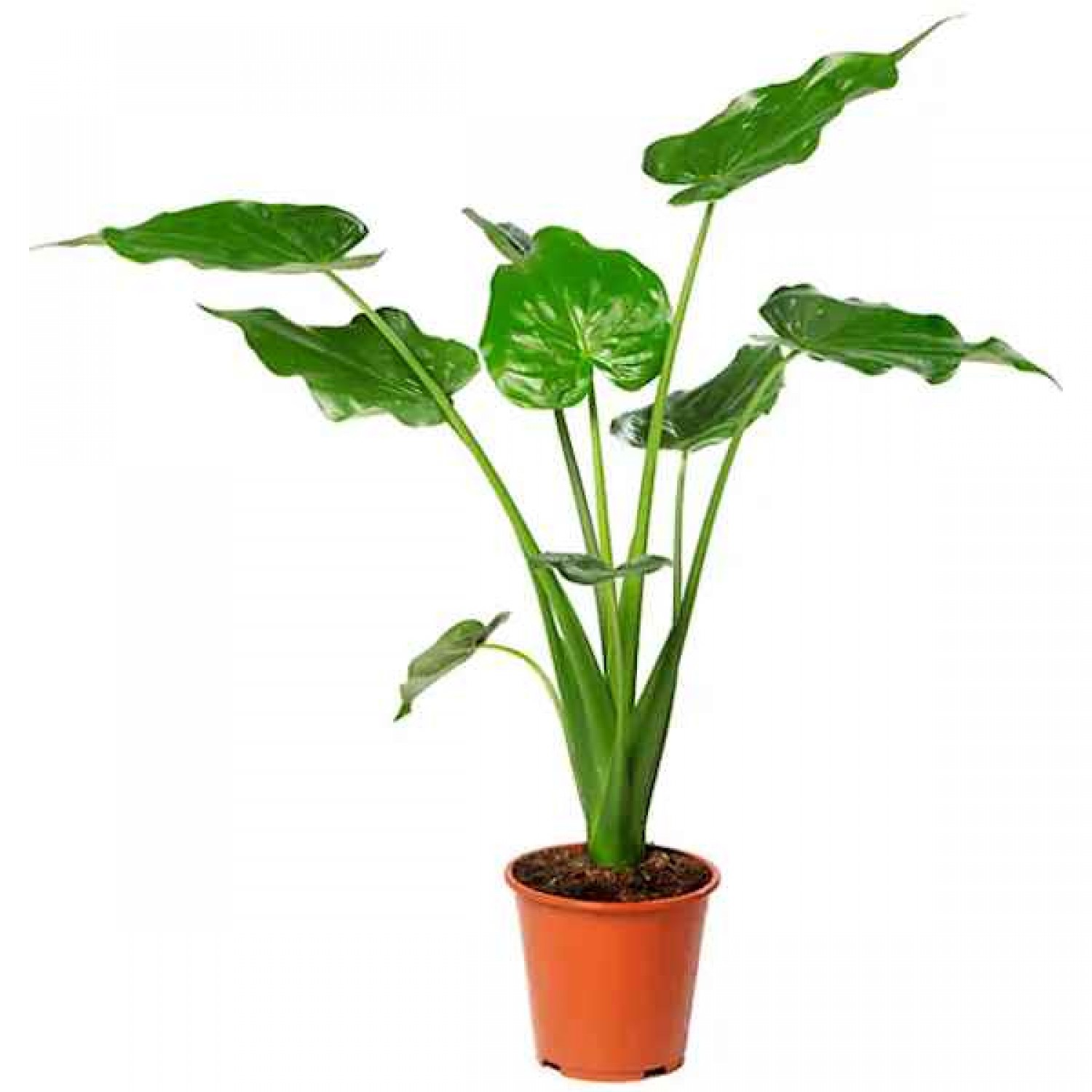 Αλοκάσια (Alocasia cucullata) – Το Χέρι του Βούδα - Image 2