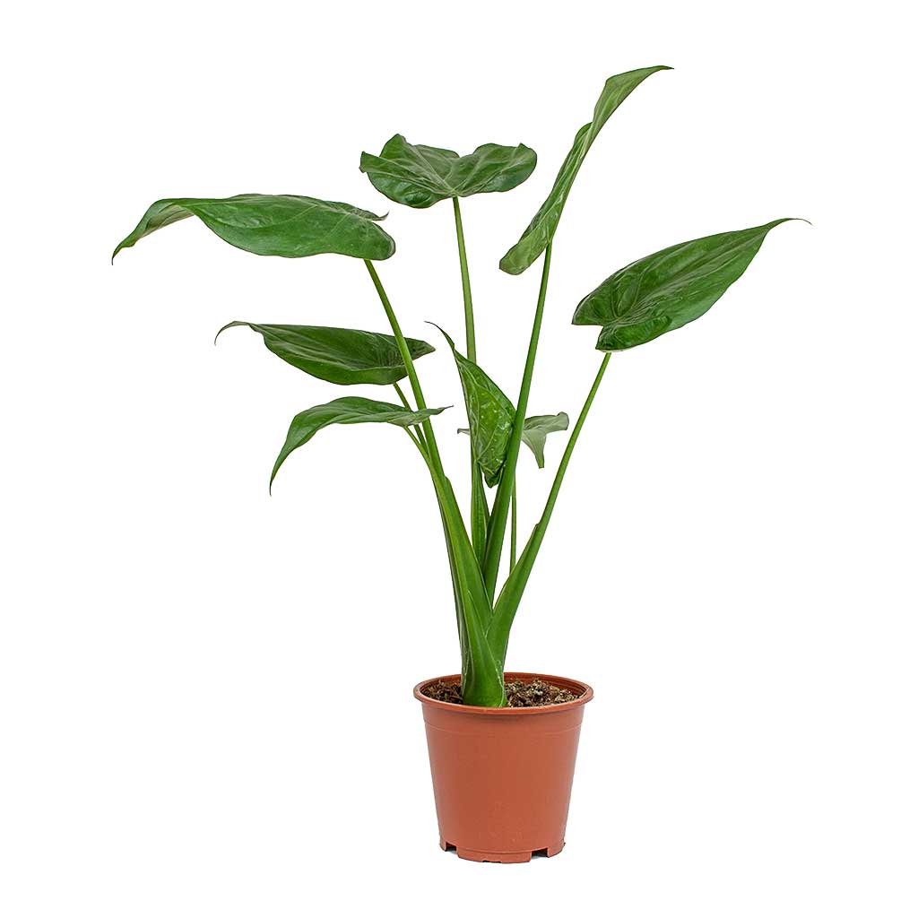 Αλοκάσια (Alocasia cucullata) – Το Χέρι του Βούδα