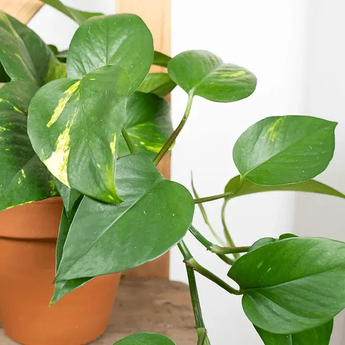 Πόθος (Epipremnum aureum) – Καθαρίζει τον Αέρα & Αναπτύσσεται Εντυπωσιακά - Image 4