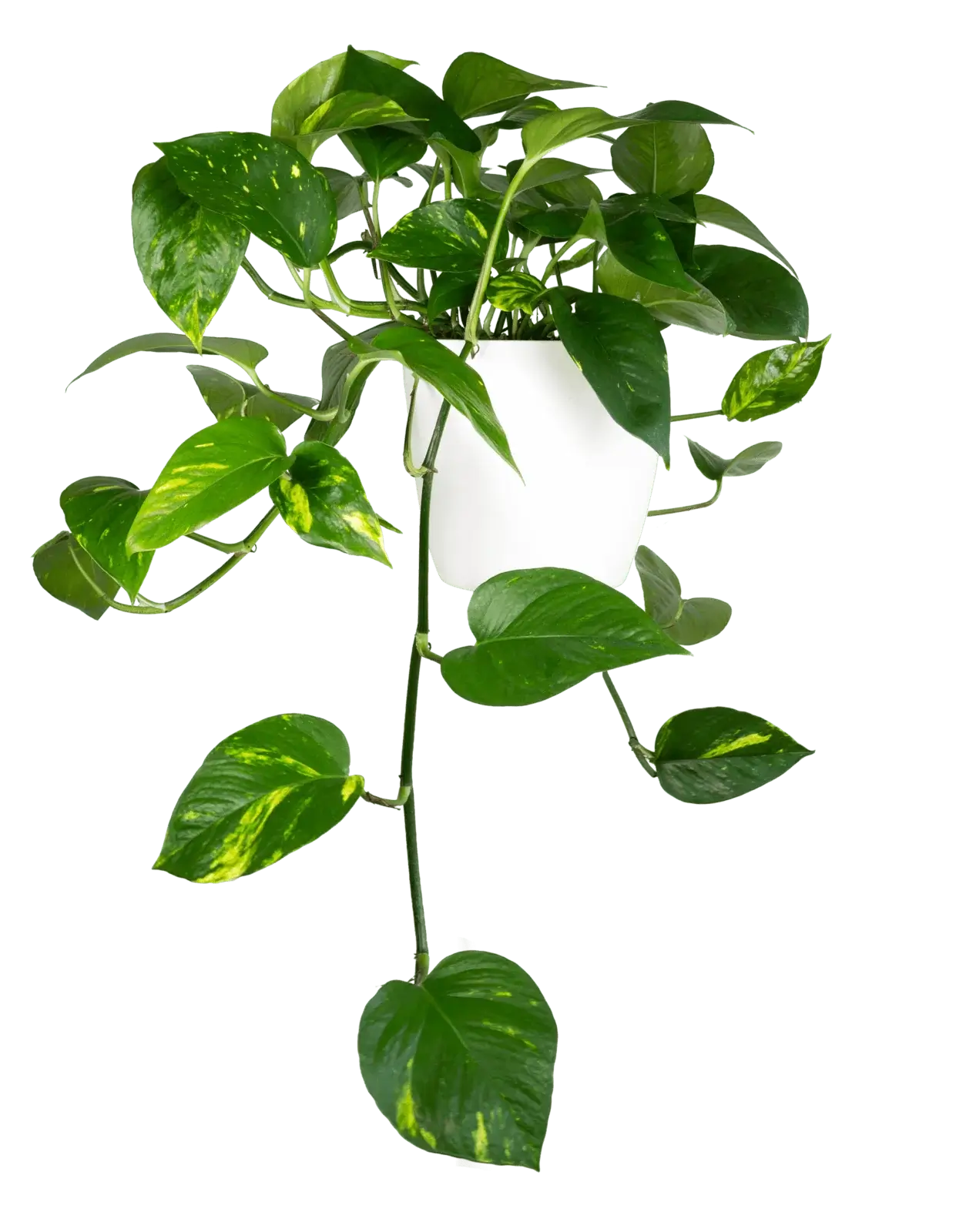 Πόθος (Epipremnum aureum) – Καθαρίζει τον Αέρα & Αναπτύσσεται Εντυπωσιακά - Image 5