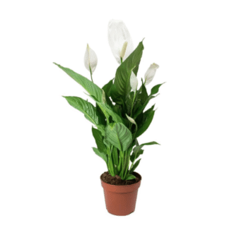Σπαθίφυλλο (Peace Lily) – Κρίνος της Ειρήνης