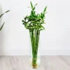 Lucky Bamboo (Λάκυ Μπαμπου) – Το Φυτό της Τύχης και της Ευημερίας ✨