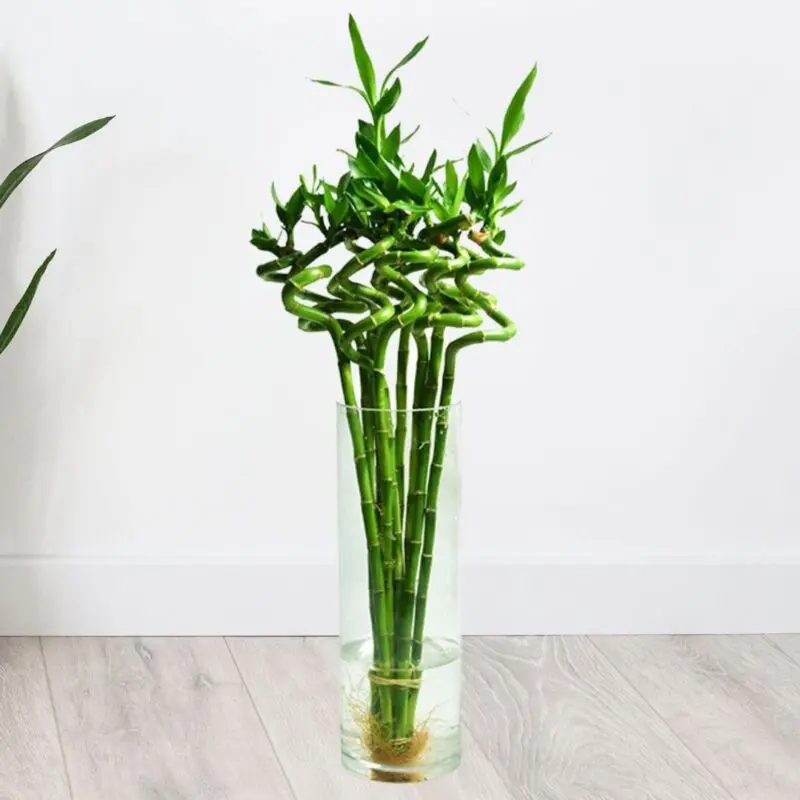 Lucky Bamboo (Λάκυ Μπαμπου) – Το Φυτό της Τύχης και της Ευημερίας ✨