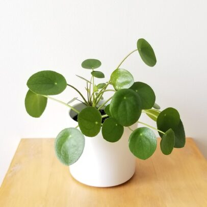 Pilea Peperomioides (Πιλέα) – Το Φυτό της Φιλίας & της Τύχης