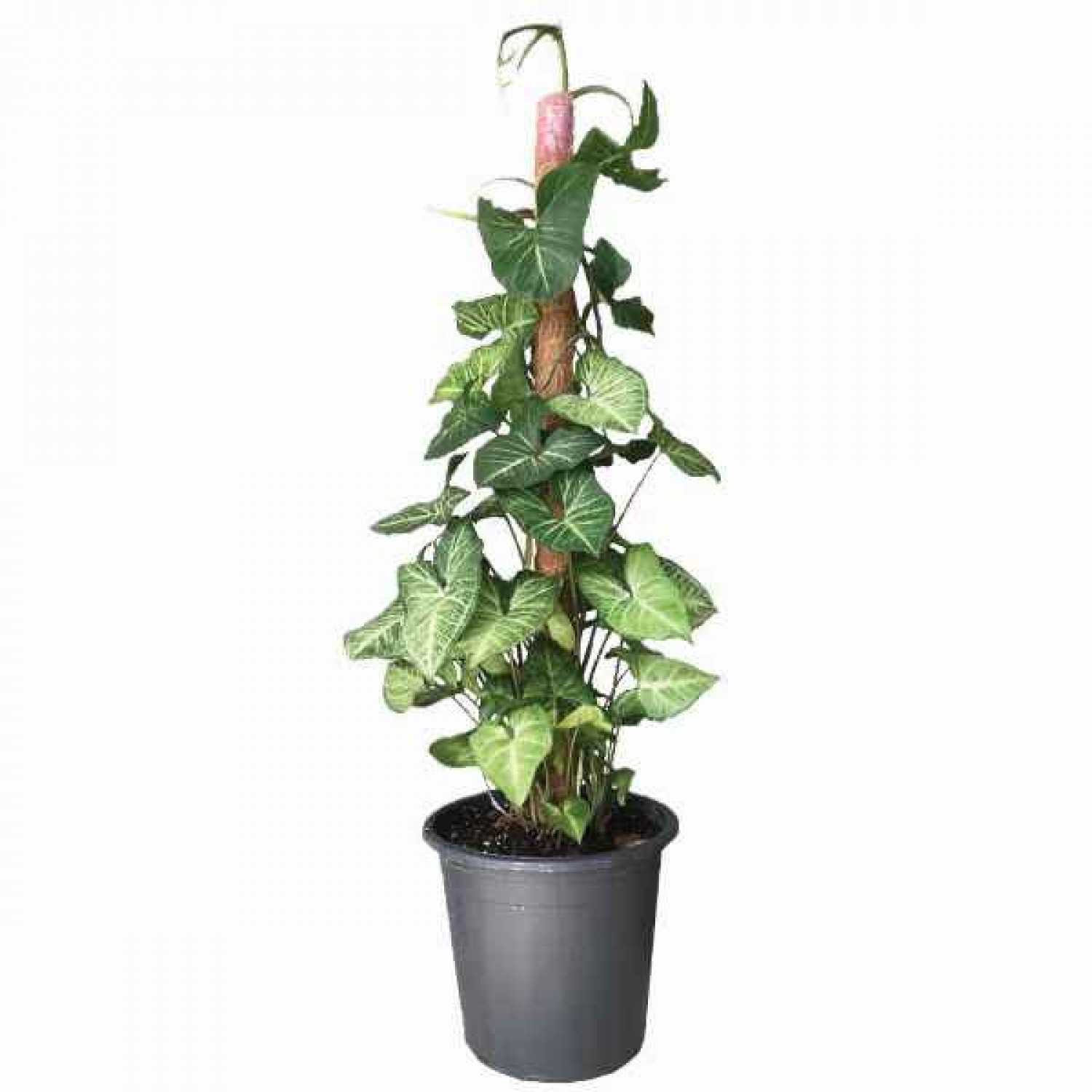 Syngonium Podophyllum (Συγγόνιο) – Εντυπωσιακό Αναρριχώμενο Φυτό Εσωτερικού Χώρου